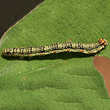 Emmelia conifrons